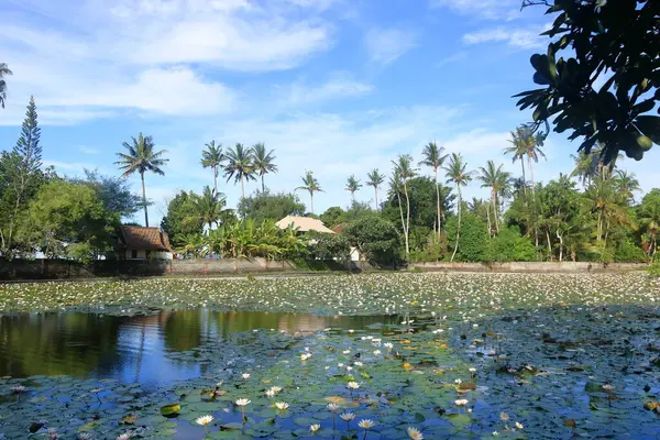 Lotus Gölü, Candidasa 'da Lily Gölü, Endonezya' da Bali