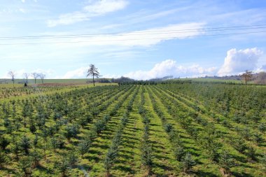 Ekinler, çam ağacı fidanlığı, Almanya