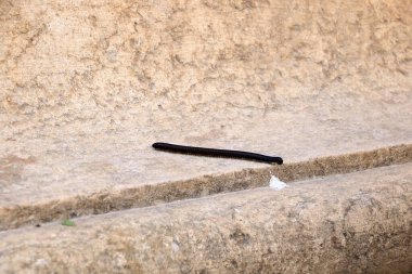 Midlle East 'te vahşi yaşam - Ürdün' de bir kayanın üzerinde yürüyen kara kırkayaklar