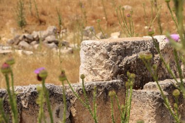 Ürdün, Jerash arkeoloji sahasında iyi kamufle edilmiş bir kertenkele.