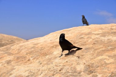 Ürdün 'deki Dana Biyosfer Reserve' de kuş gözlemciliği: Tristram 'ın sığırcıkları (Onychognathus tristramii, Tristramstar) kayalık çölde