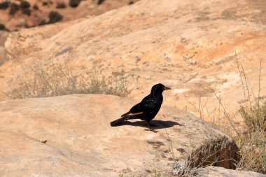 Ürdün 'deki Dana Biyosfer Reserve' de kuş gözlemciliği: Tristram 'ın sığırcıkları (Onychognathus tristramii, Tristramstar) kayalık çölde