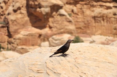 Ürdün 'deki Dana Biyosfer Reserve' de kuş gözlemciliği: Tristram 'ın sığırcıkları (Onychognathus tristramii, Tristramstar) kayalık çölde