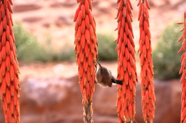 Dişi Filistin güneş kuşu (Cinnyris osea) Ürdün 'de Wadi Musa, Petra' da bir Aloe porfirostachys 'e tünemektedir.