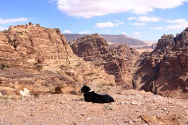 Ürdün 'ün Wadi Musa, Petra bölgesinde sevimli sokak köpeği.