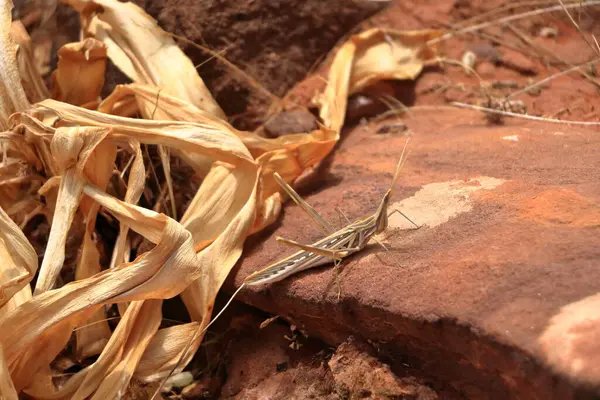 stock image brown Grasshopper Acrida ungarica, Cone-headed or Nosed grasshopper, Mediterranean slant-faced insect in Jordan in Middle East