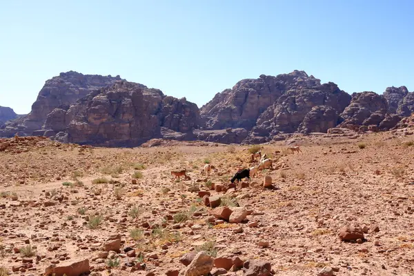 stock image Goats in the area of Wadi Musa, Petra in Jordan