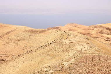 herd of goats in Jordan desert clipart