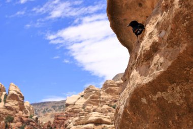 Birdwatching in Dana Biosphere Reserve in Jordan: Tristram's starling (Onychognathus tristramii, Tristramstar) in the rocky desert clipart