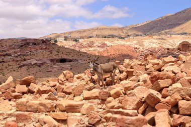 Ürdün 'de Wadi Musa, Petra' da Eşek