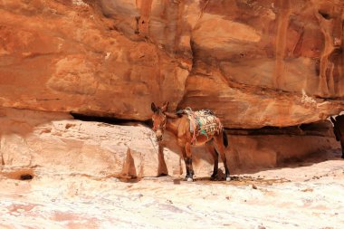 Ürdün 'de Wadi Musa, Petra' da Eşek