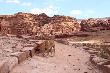 Ürdün 'ün Wadi Musa, Petra bölgesinde sevimli sokak köpeği.