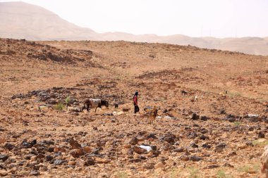 Jordan in Middle East - May 11 2024: a shepherd with his herd of goats in the desert clipart