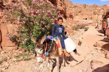 Petra, Ürdün 'den Wadi Musa - 13 Mayıs 2024: Petra kasabasındaki turist taşımacılığı için Eşek