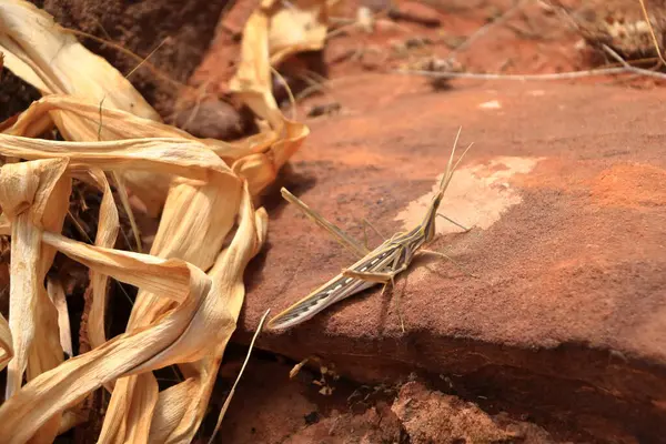 stock image brown Grasshopper Acrida ungarica, Cone-headed or Nosed grasshopper, Mediterranean slant-faced insect in Jordan in Middle East