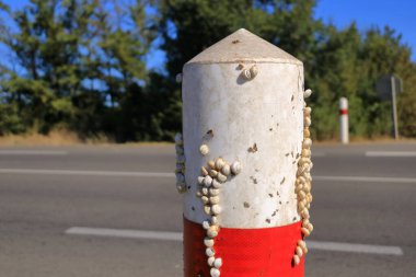 White Garden Snails Theba pisana on a traffic sign. Provence, Southern France in Europe clipart