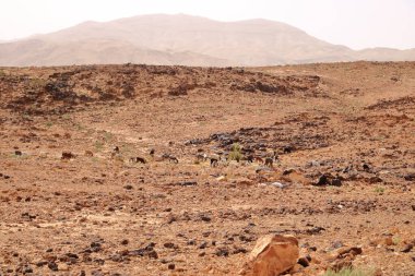 herd of goats in Jordan desert clipart