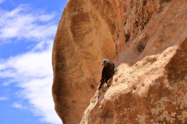 Birdwatching in Dana Biosphere Reserve in Jordan: Tristram's starling (Onychognathus tristramii, Tristramstar) in the rocky desert clipart