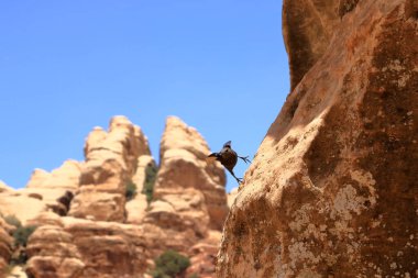 Birdwatching in Dana Biosphere Reserve in Jordan: Tristram's starling (Onychognathus tristramii, Tristramstar) in the rocky desert clipart