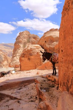 Ürdün 'de Wadi Musa, Petra' da Eşek