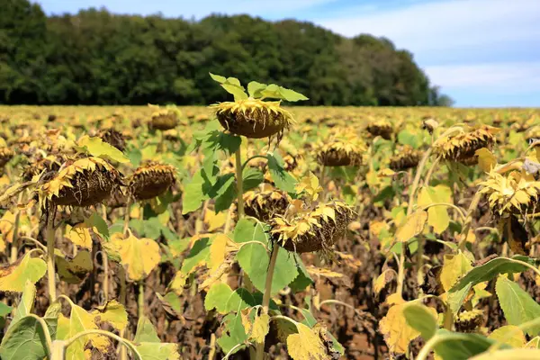 stock image field of fading sunflowers in late summer in France, their heads bowed as they reach the end of their lifecycle