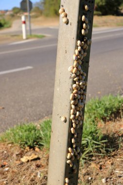 White Garden Snails Theba pisana on a traffic sign. Provence, Southern France in Europe clipart