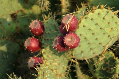 Fransa 'da nopales ve kırmızı meyveli dikenli armut kaktüsü.