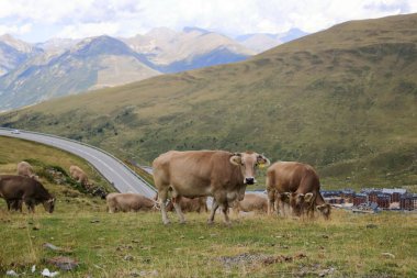 Pirenelerdeki inekler, Andorra