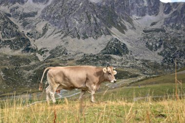 Pirenelerdeki inekler, Andorra
