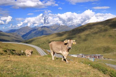 Pirenelerdeki inekler, Andorra