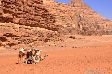 Ürdün 'deki Wadi Rum çölünde develer