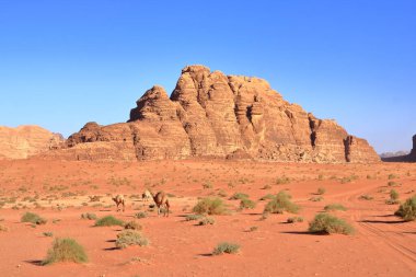 Ürdün 'deki Wadi Rum çölünde develer