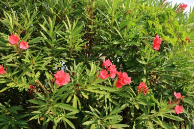 Outdoor view of Pink red Nerium oleander plant, Apocynaceae family. Pattern of narrow lanceolate green leaves and colorful flowers growing in clusters at the end of each branch clipart