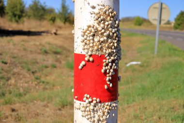 White Garden Snails Theba pisana on a traffic sign. Provence, Southern France in Europe clipart