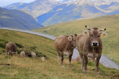Pirenelerdeki inekler, Andorra