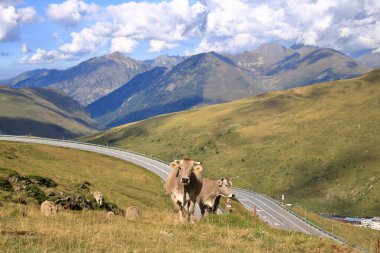 Pirenelerdeki inekler, Andorra