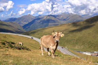 Pirenelerdeki inekler, Andorra