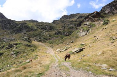 Ordino Arcalis 'te, Andorra' da Mirador Solar de Tristaina 'da yaz aylarında dağlara yapıştırılan atlar