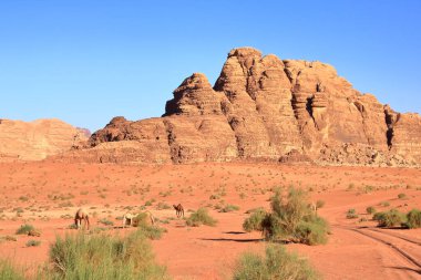Ürdün 'deki Wadi Rum çölünde develer