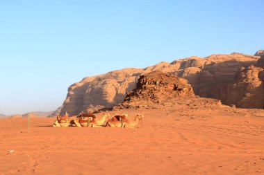 Ürdün 'deki Wadi Rum çölünde develer