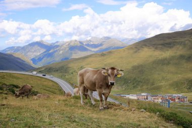 Pirenelerdeki inekler, Andorra