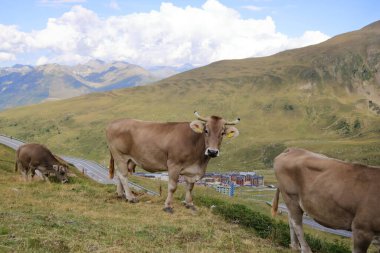 Pirenelerdeki inekler, Andorra