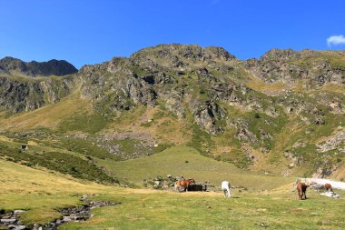 Ordino Arcalis 'te, Andorra' da Mirador Solar de Tristaina 'da yaz aylarında dağlara yapıştırılan atlar