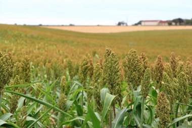 Raw Ripe millet crops in the field agriculture landscape view in France in Europe clipart