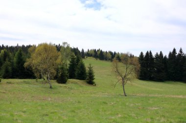 Baharda ağaçlarla ve çayırlarla dolu yeşil bir arazi.