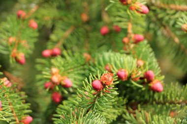 Bir ladin dalında açan kırmızı çam kozalakları.