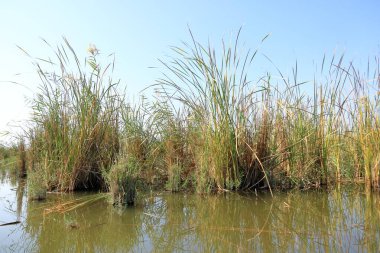 Chibayish, Chabaish, Nasiriya yakınlarındaki Irak bataklıklarında bir tekne gezisi.