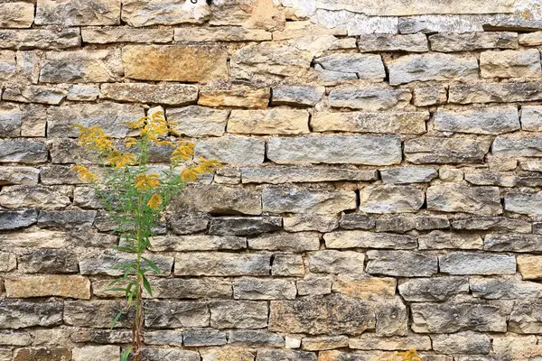 sarı bej rengi kum rengi taş tuğla dikey duvar