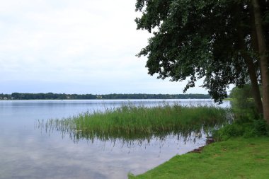 Almanya 'da Brandenburg, Wandlitz' de küçük bir göl kıyısında sazlıklar var.