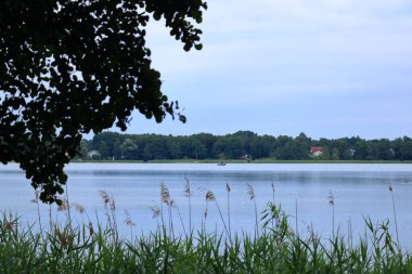 Wandlitz, Brandenburg, Almanya - 26 Temmuz 2024: insanlar küçük bir göl kıyısında sazlıkların keyfini çıkarıyorlar